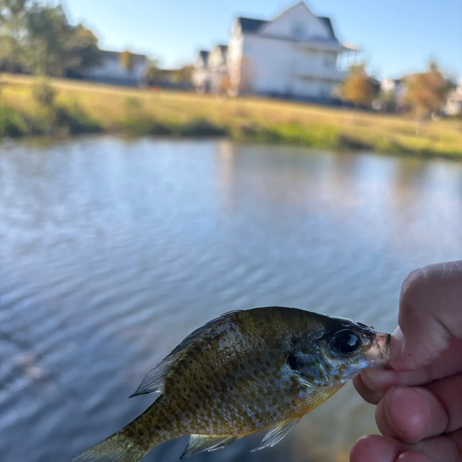 Bluegill caught on Fishbrain