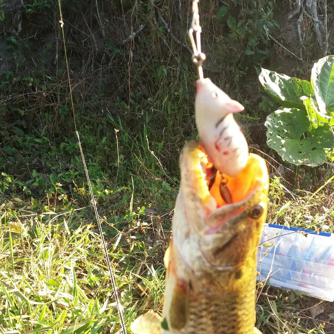 angler catch