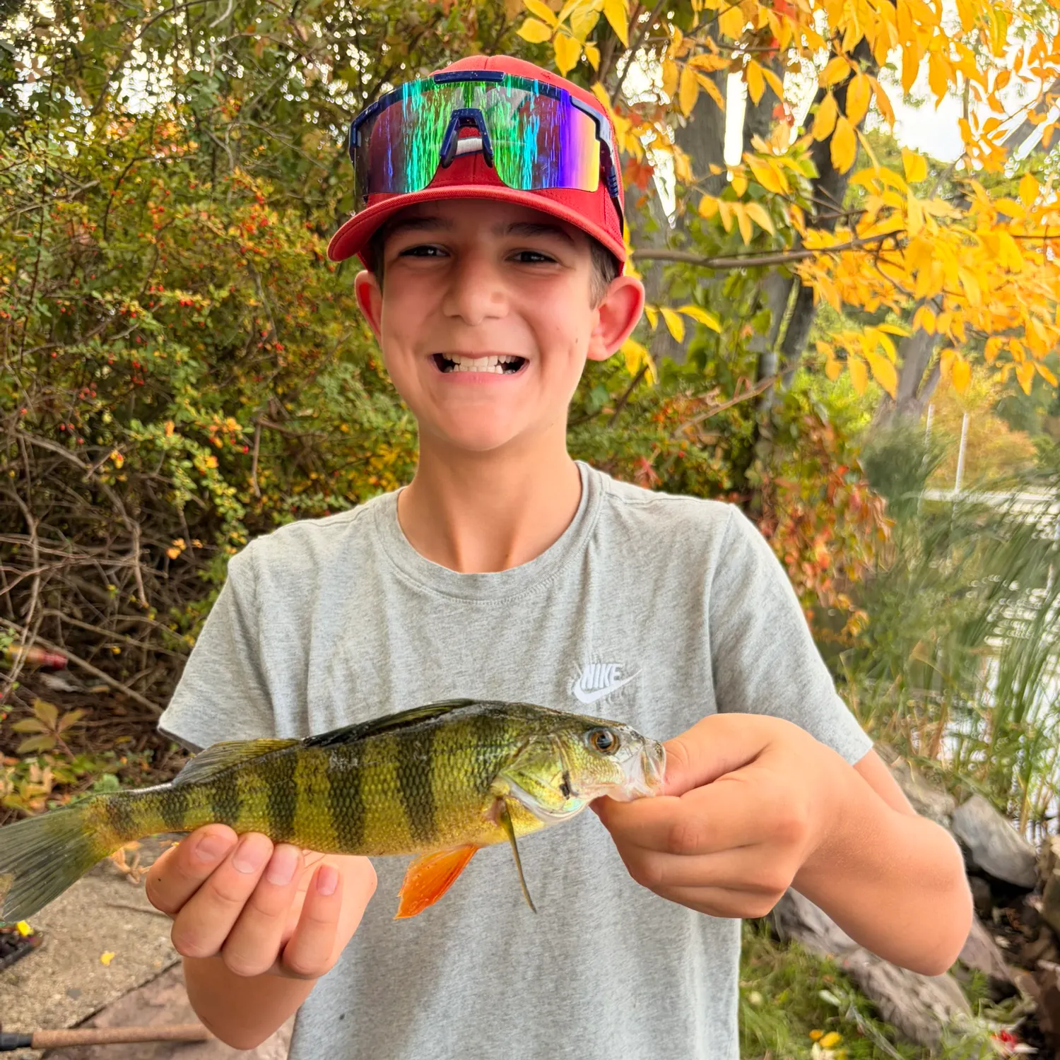 Yellow perch caught on Fishbrain