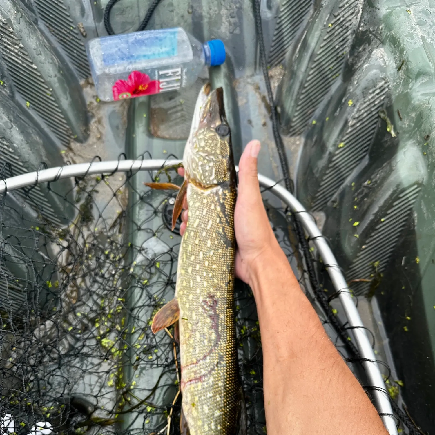 Northern pike caught on Fishbrain