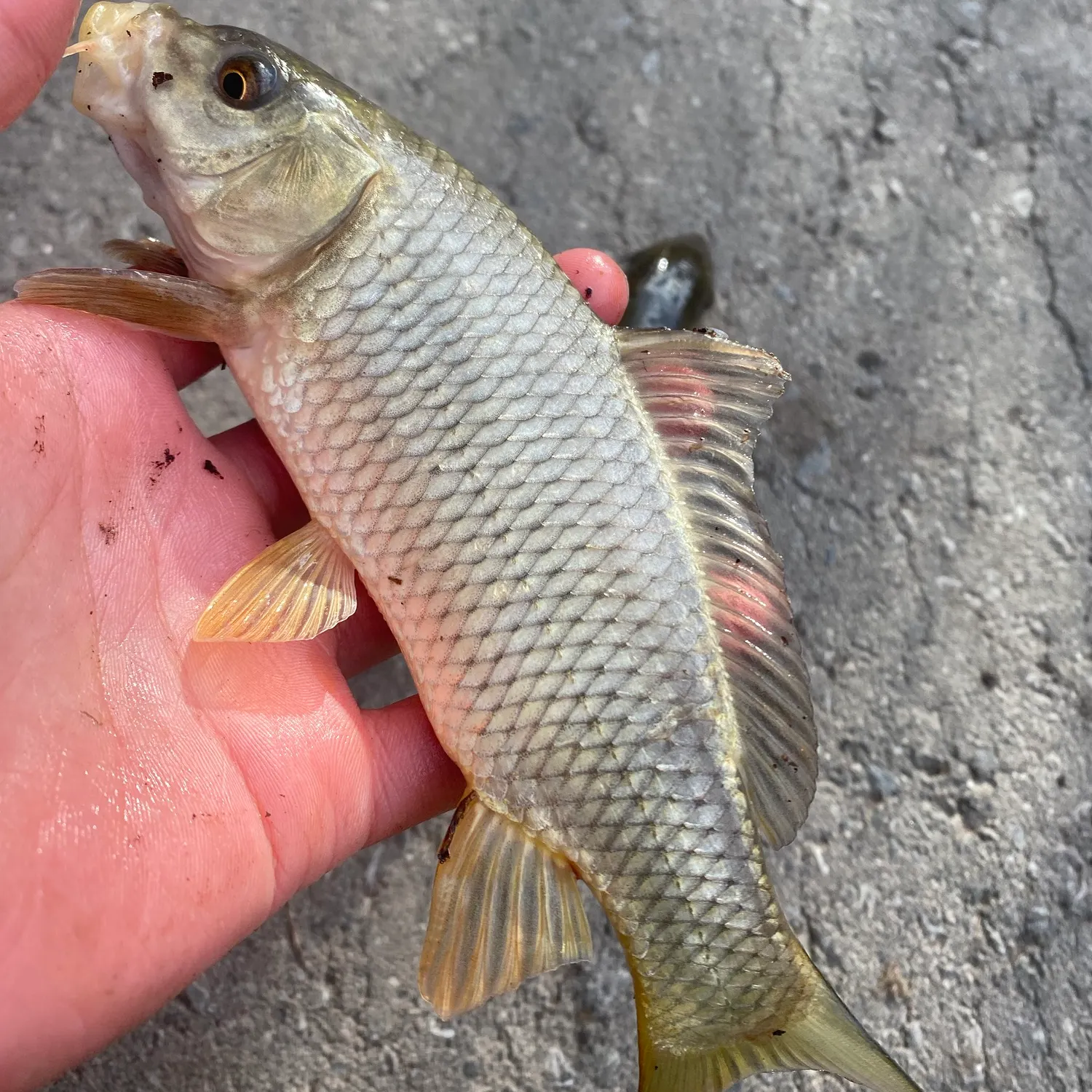 Common carp caught on Fishbrain