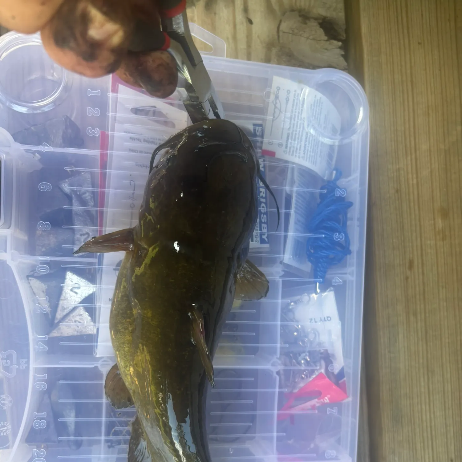 recently logged catches