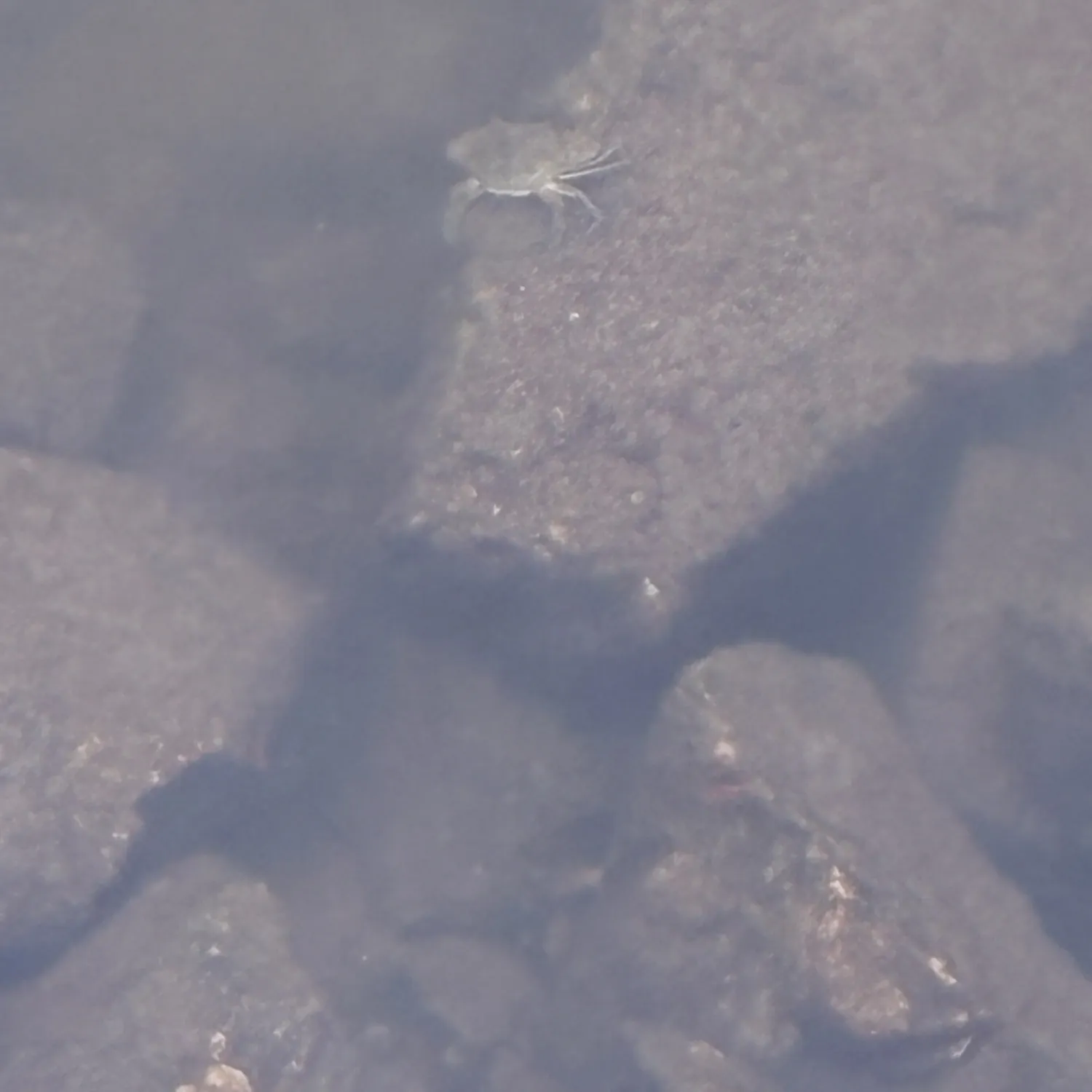 Blue crab caught on Fishbrain