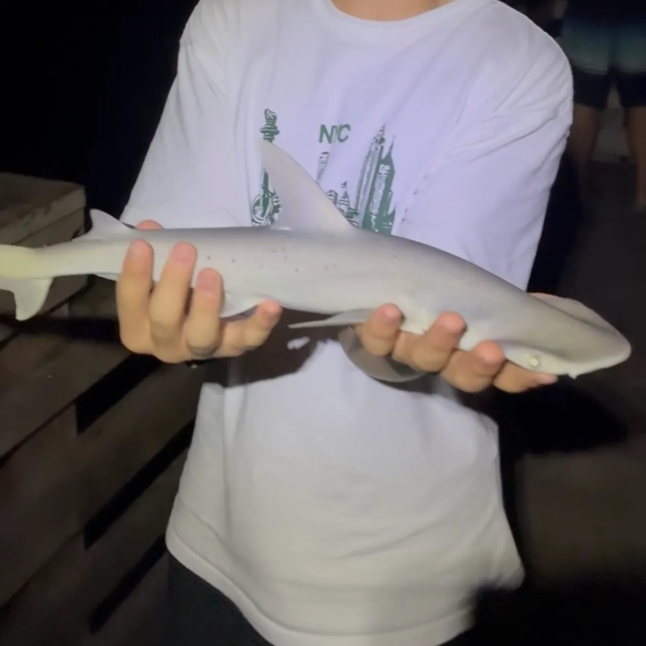 The most recent Bonnethead shark catches on Fishbrain