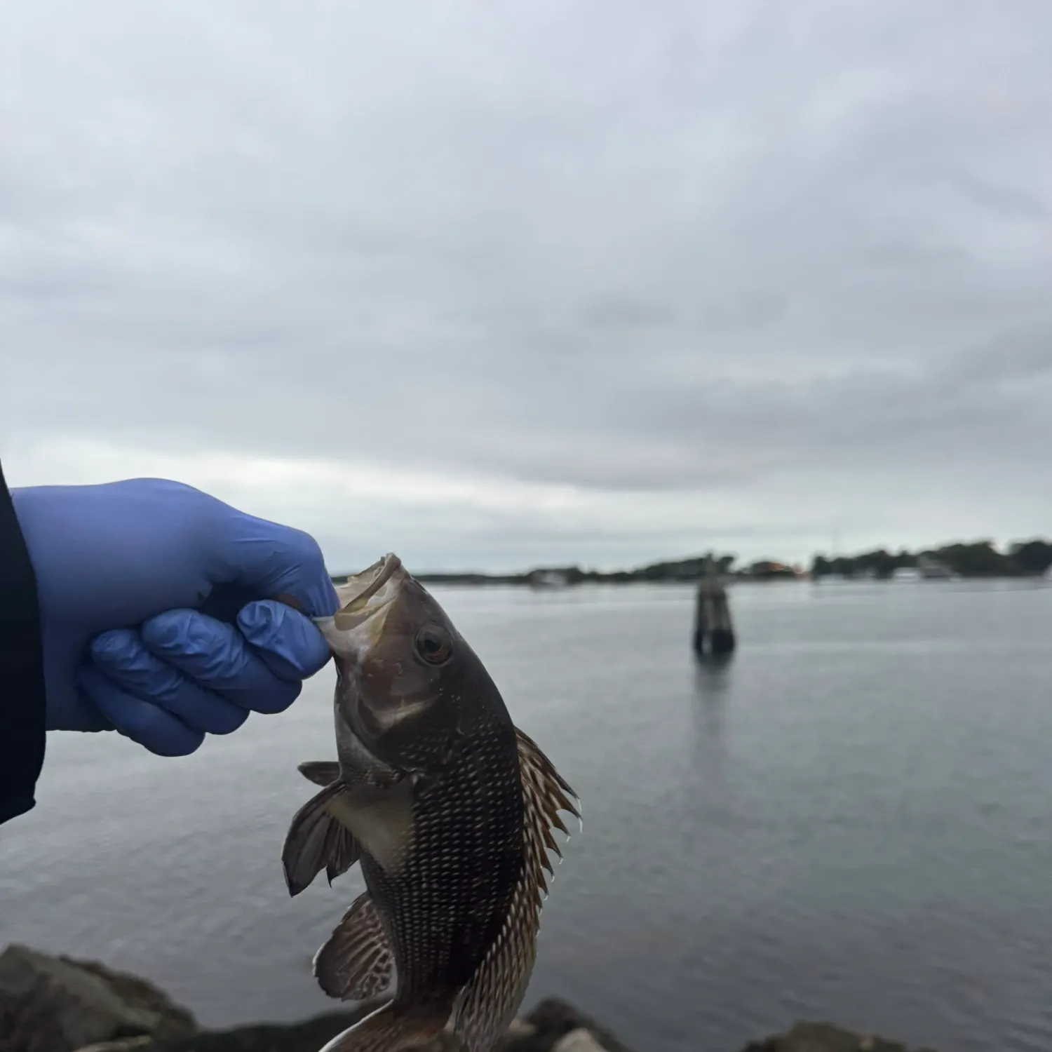 Black sea bass caught on Fishbrain
