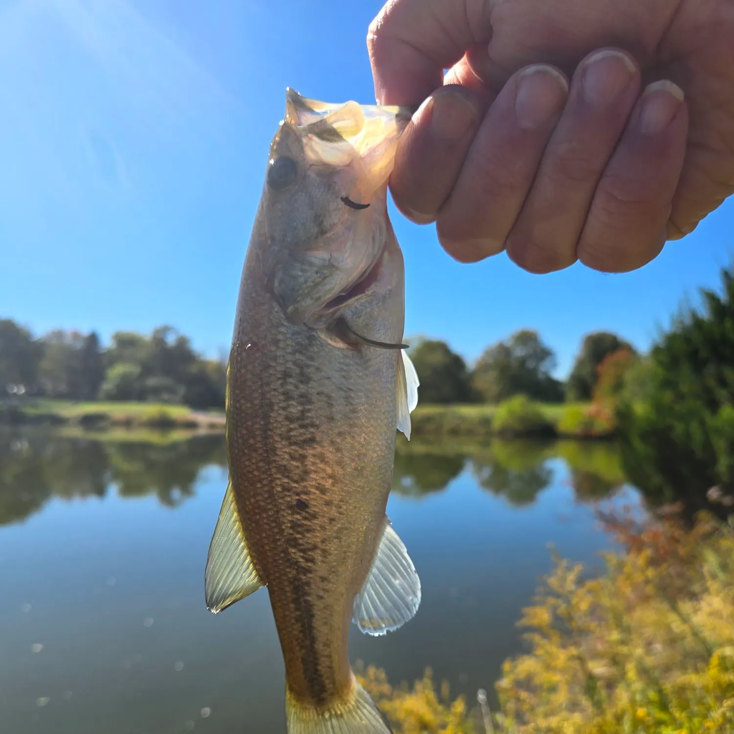 Largemouth bass caught on Fishbrain