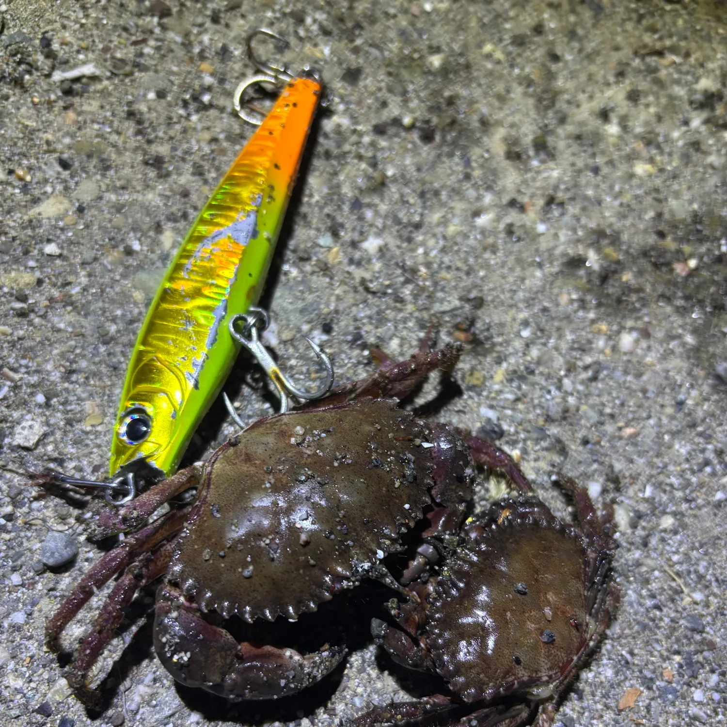 Pacific rock crab caught on Fishbrain