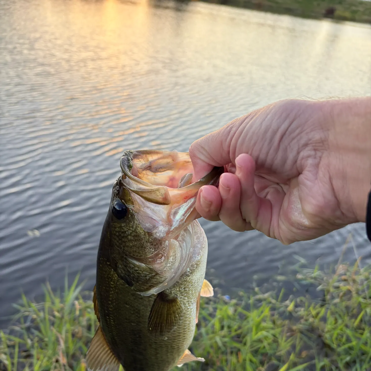 Largemouth bass caught on Fishbrain