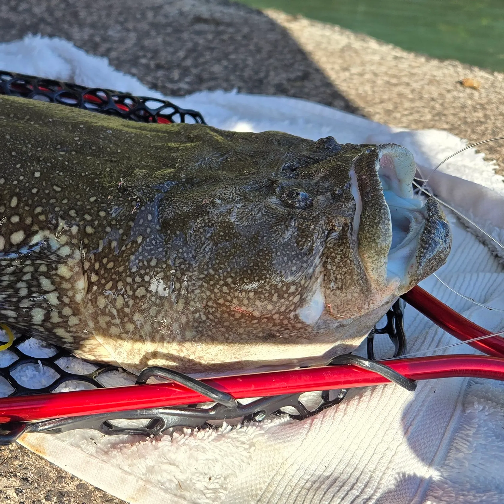The most recent Spotcheck stargazer catches on Fishbrain