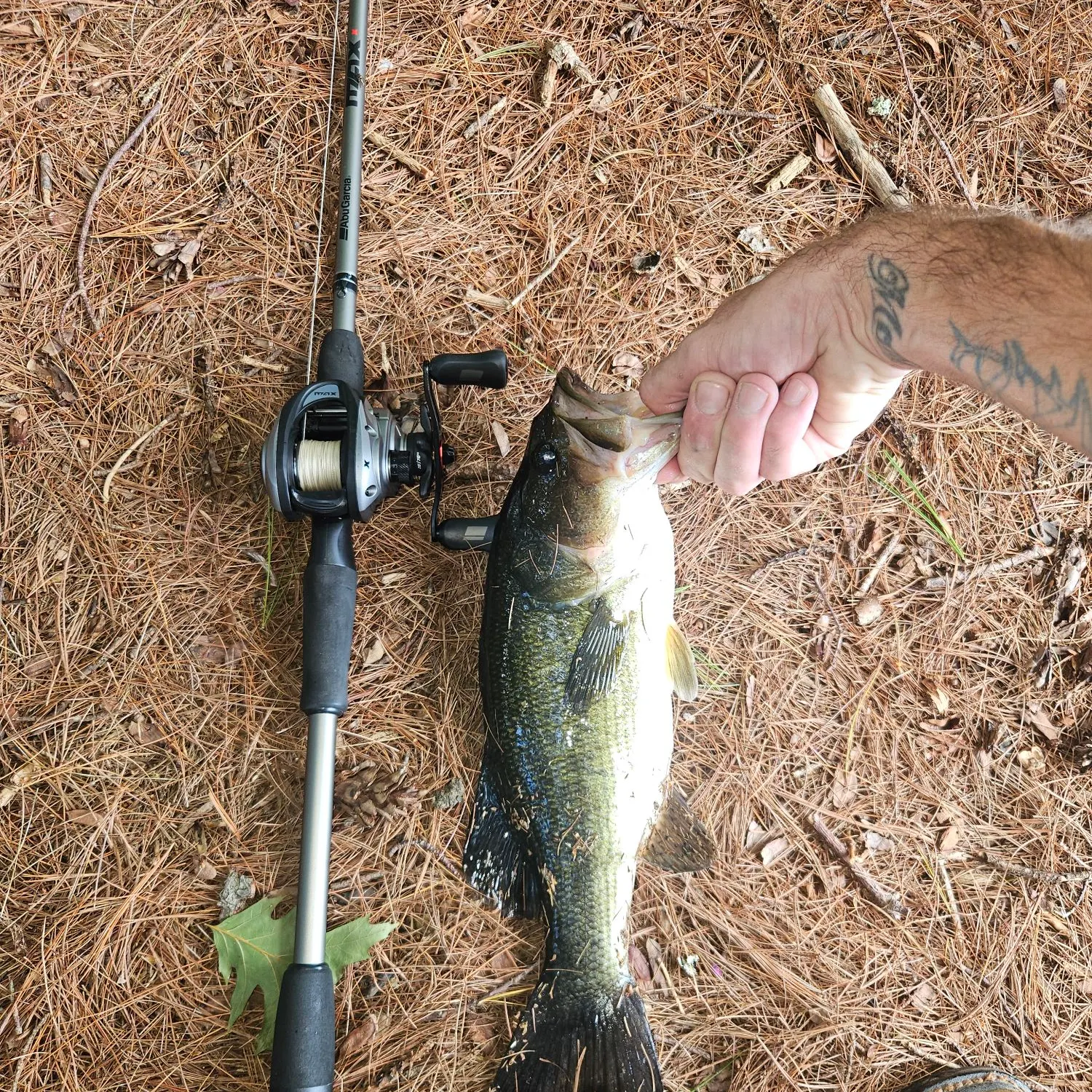 Largemouth bass caught on Fishbrain