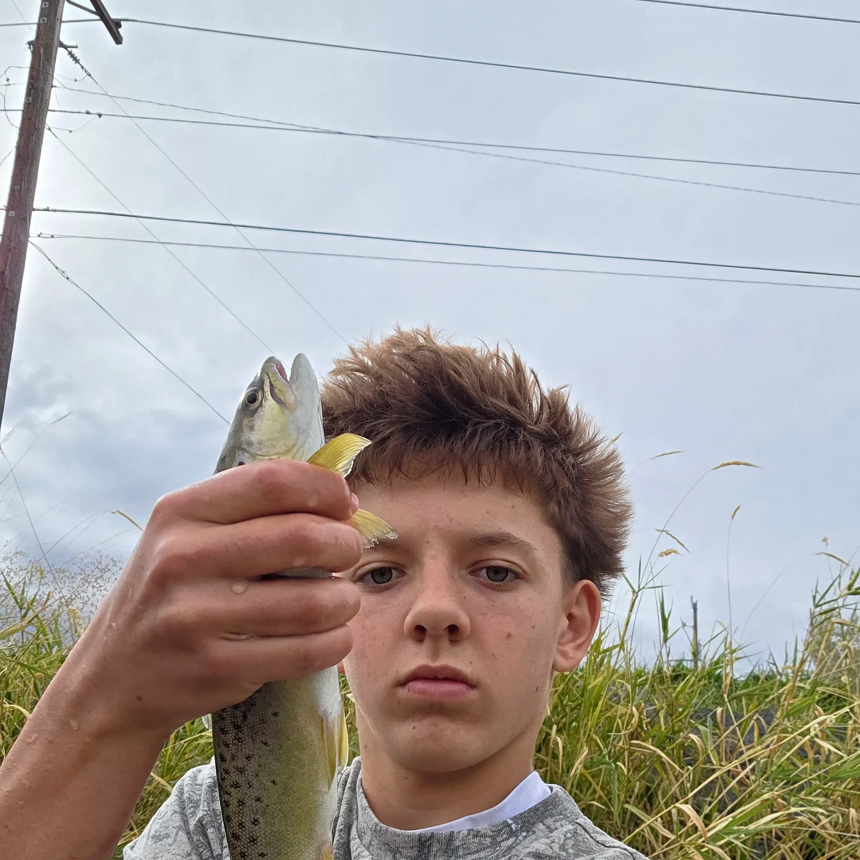 Brown trout caught on Fishbrain