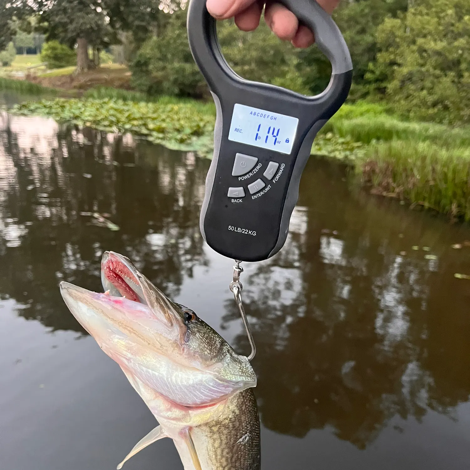 recently logged catches