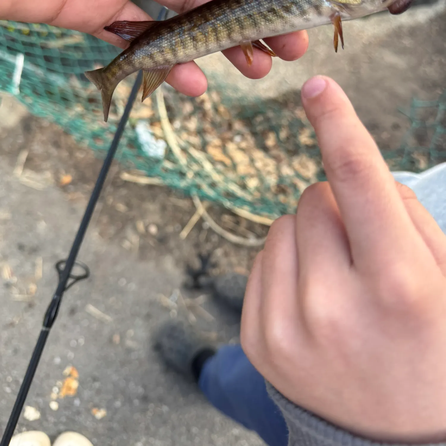 The most recent Redfin pickerel catches on Fishbrain