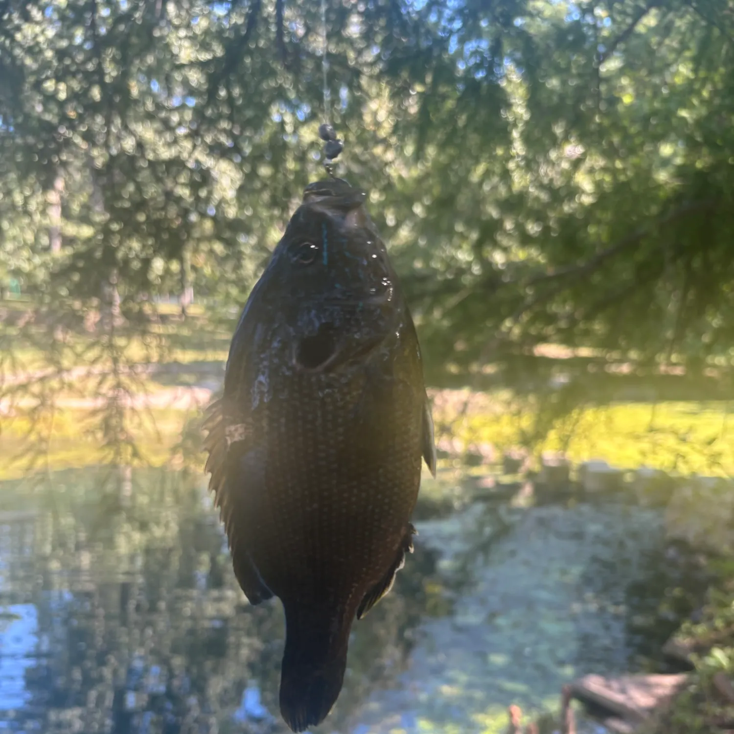 Green sunfish caught on Fishbrain