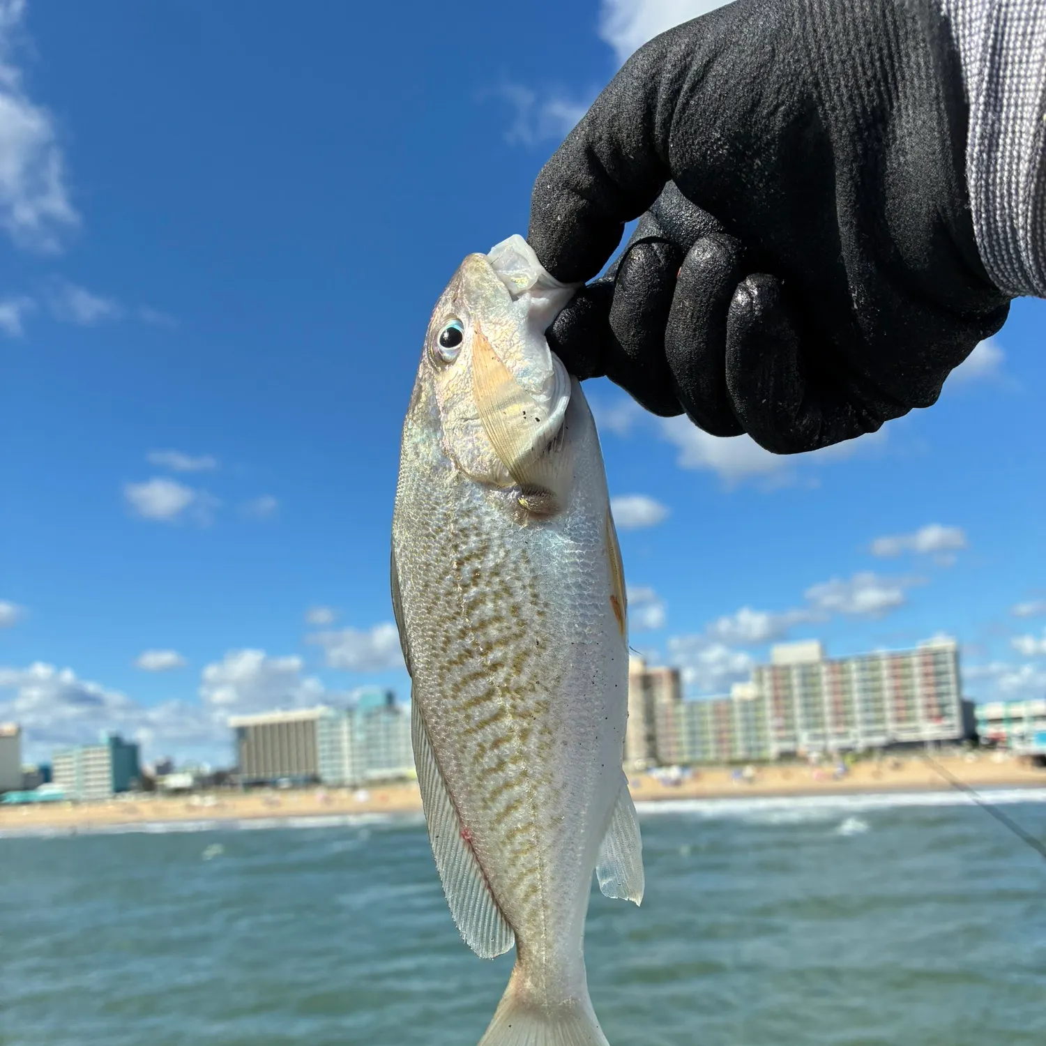 Atlantic croaker caught on Fishbrain