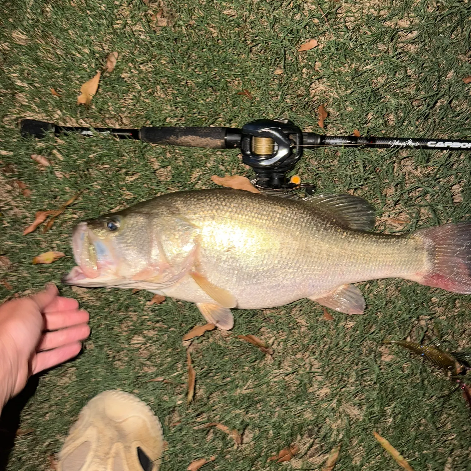 Largemouth bass caught on Fishbrain