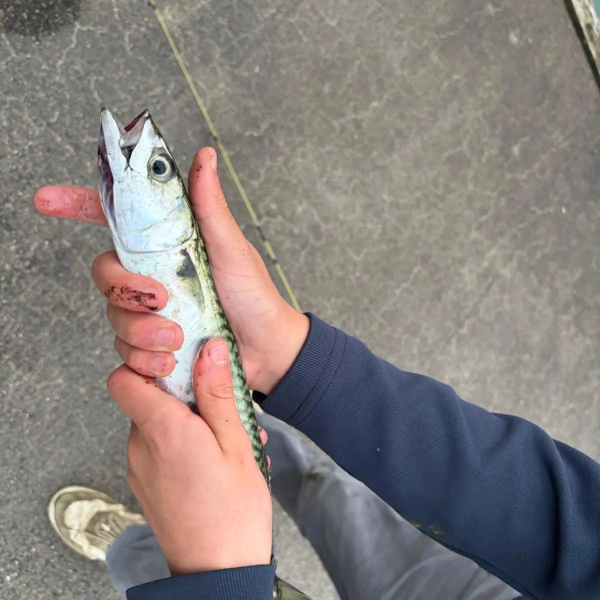Atlantic mackerel caught on Fishbrain