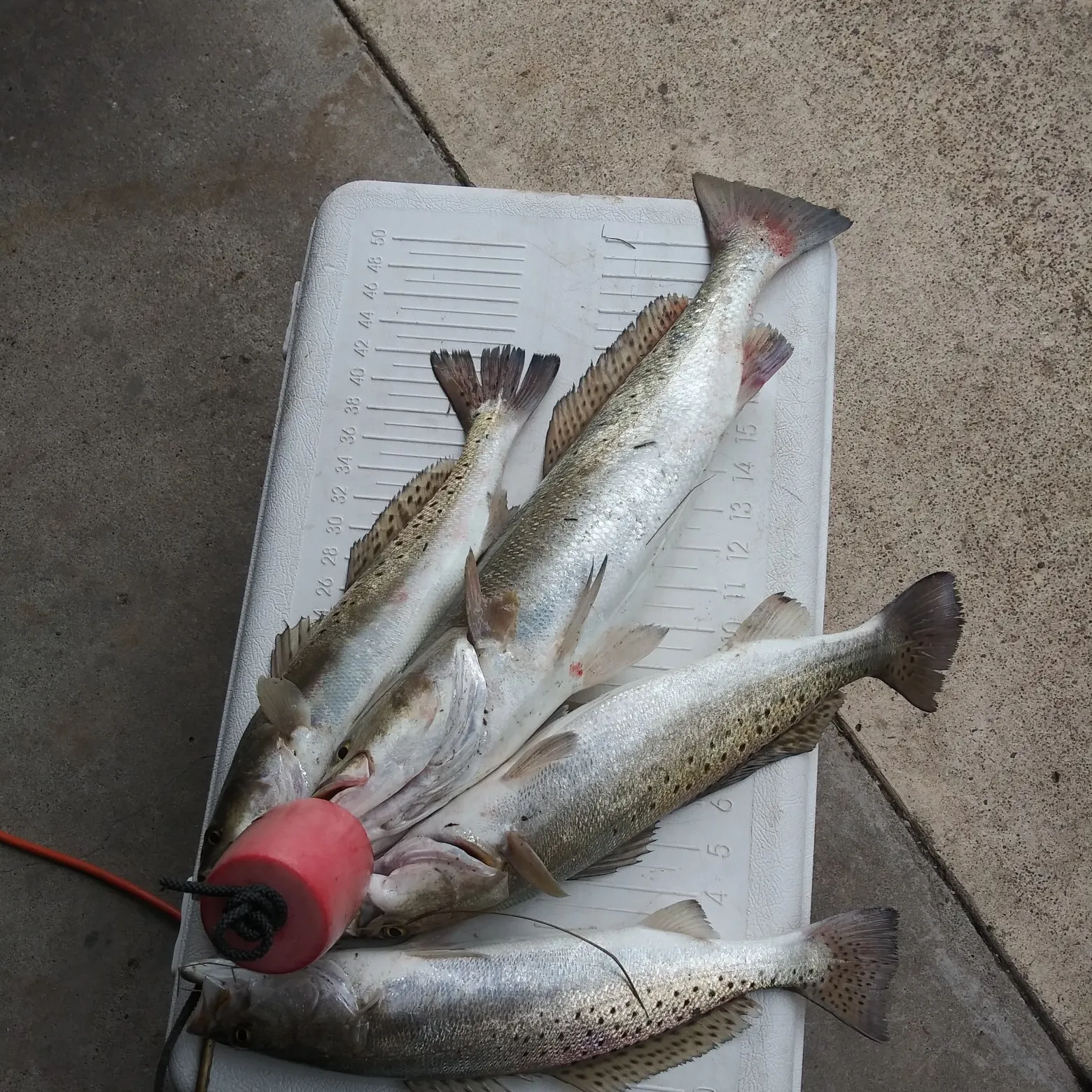 recently logged catches