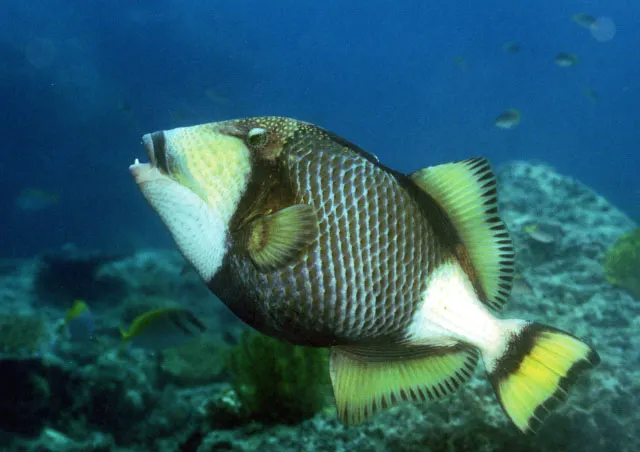 Titan triggerfish