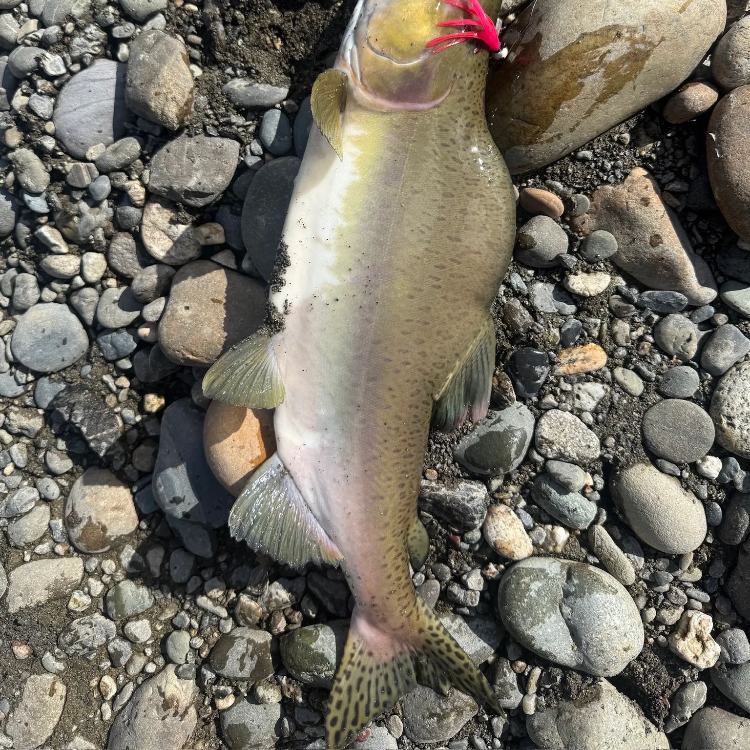 The most recent Pink salmon catches on Fishbrain