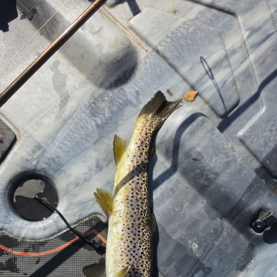 Lake trout caught on Fishbrain