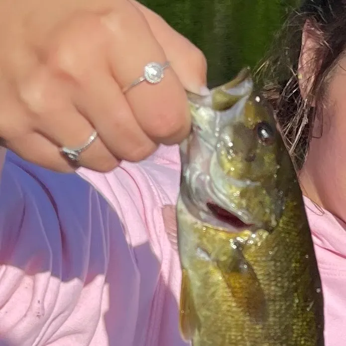 Smallmouth bass caught on Fishbrain