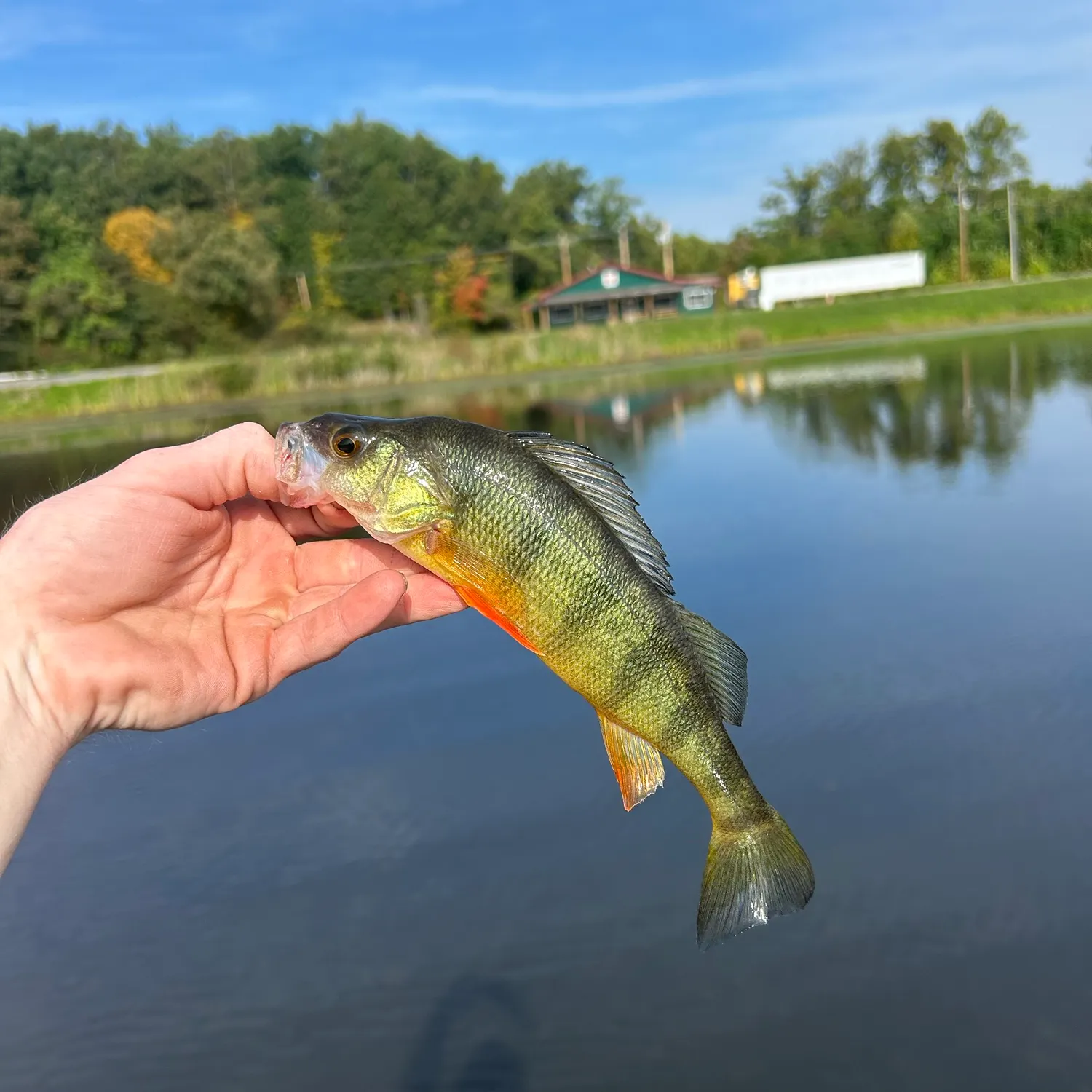 Yellow perch caught on Fishbrain
