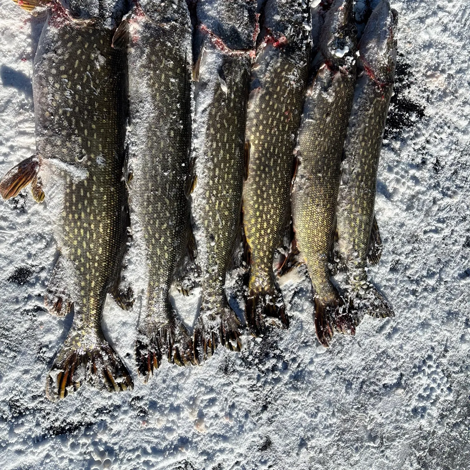 recently logged catches