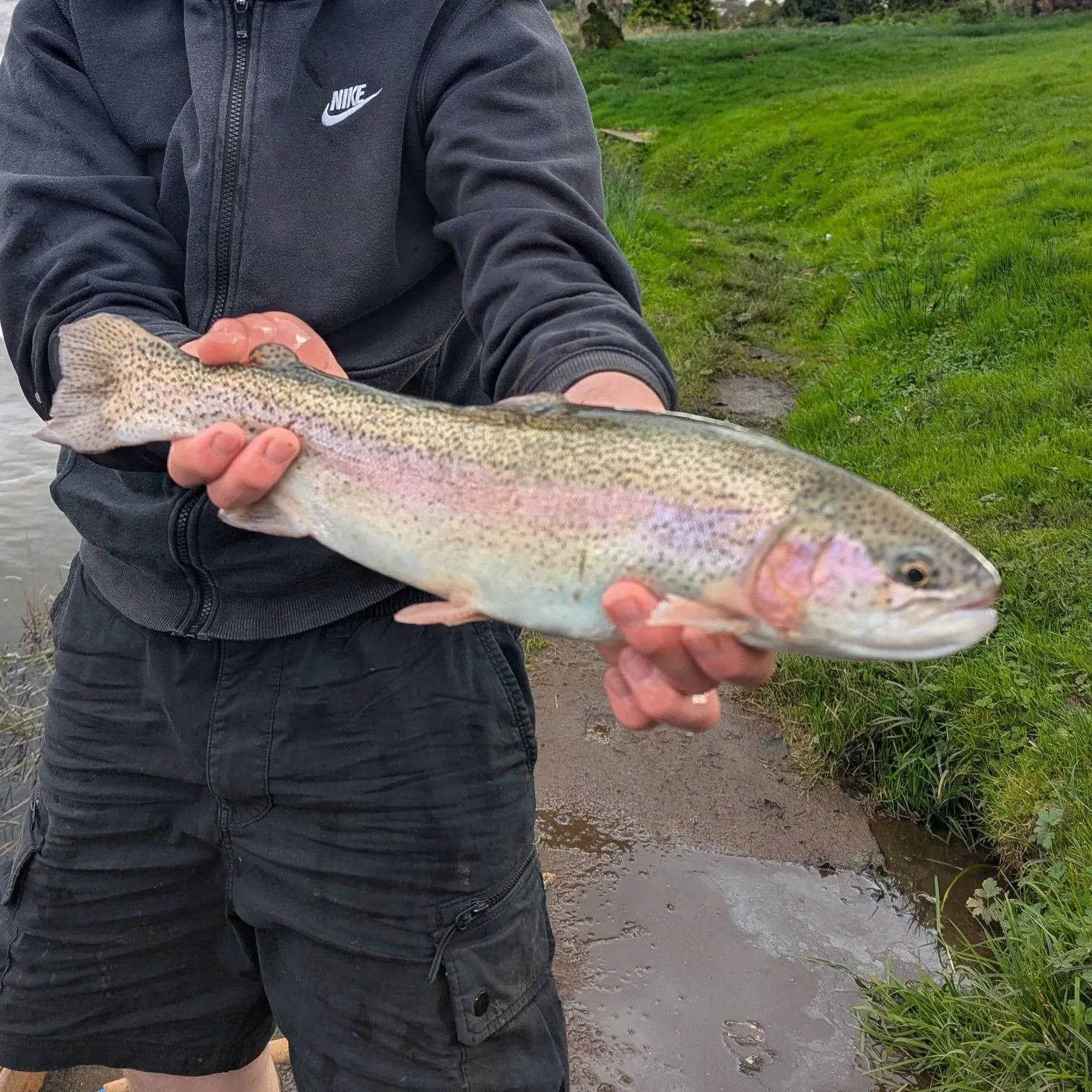 Rainbow trout caught on Fishbrain