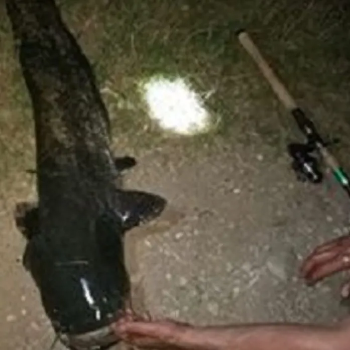 The most recent Wels catfish catches on Fishbrain