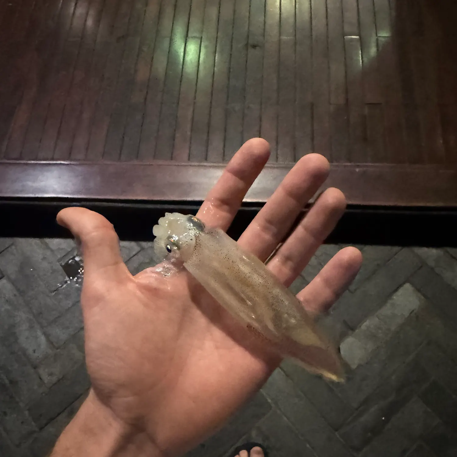 The most recent Gould's squid catches on Fishbrain