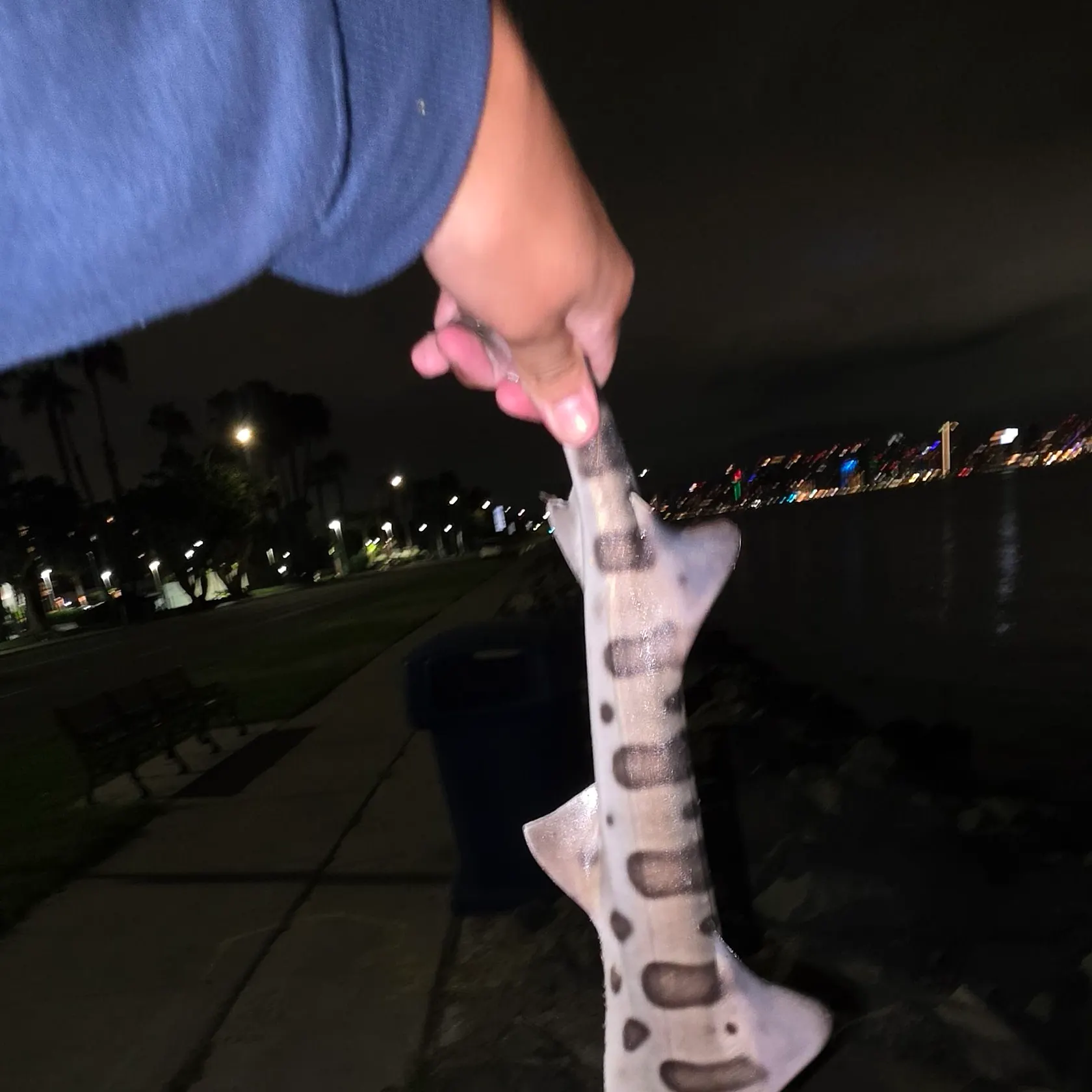 The most recent Leopard shark catches on Fishbrain