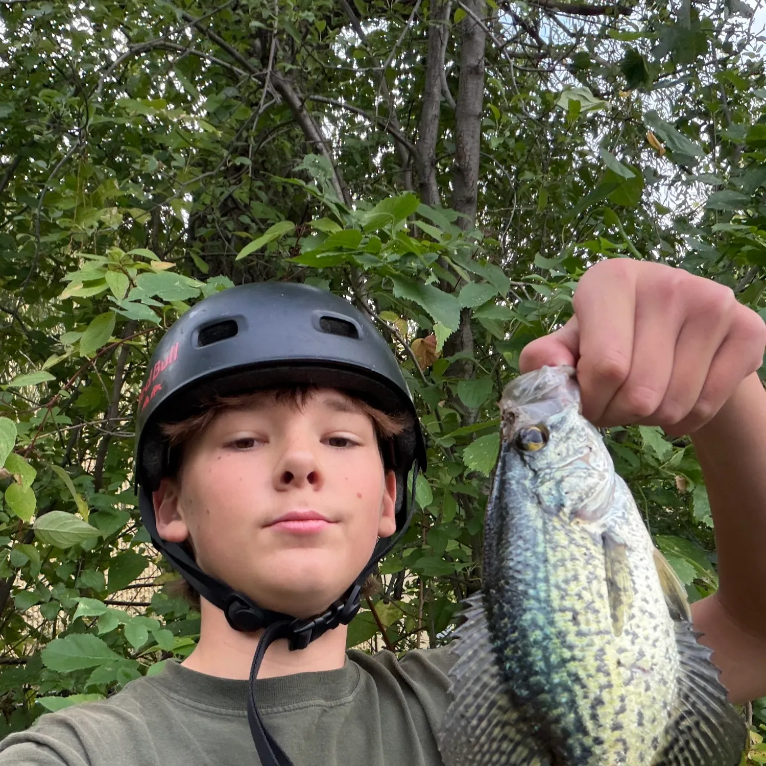 Black crappie caught on Fishbrain
