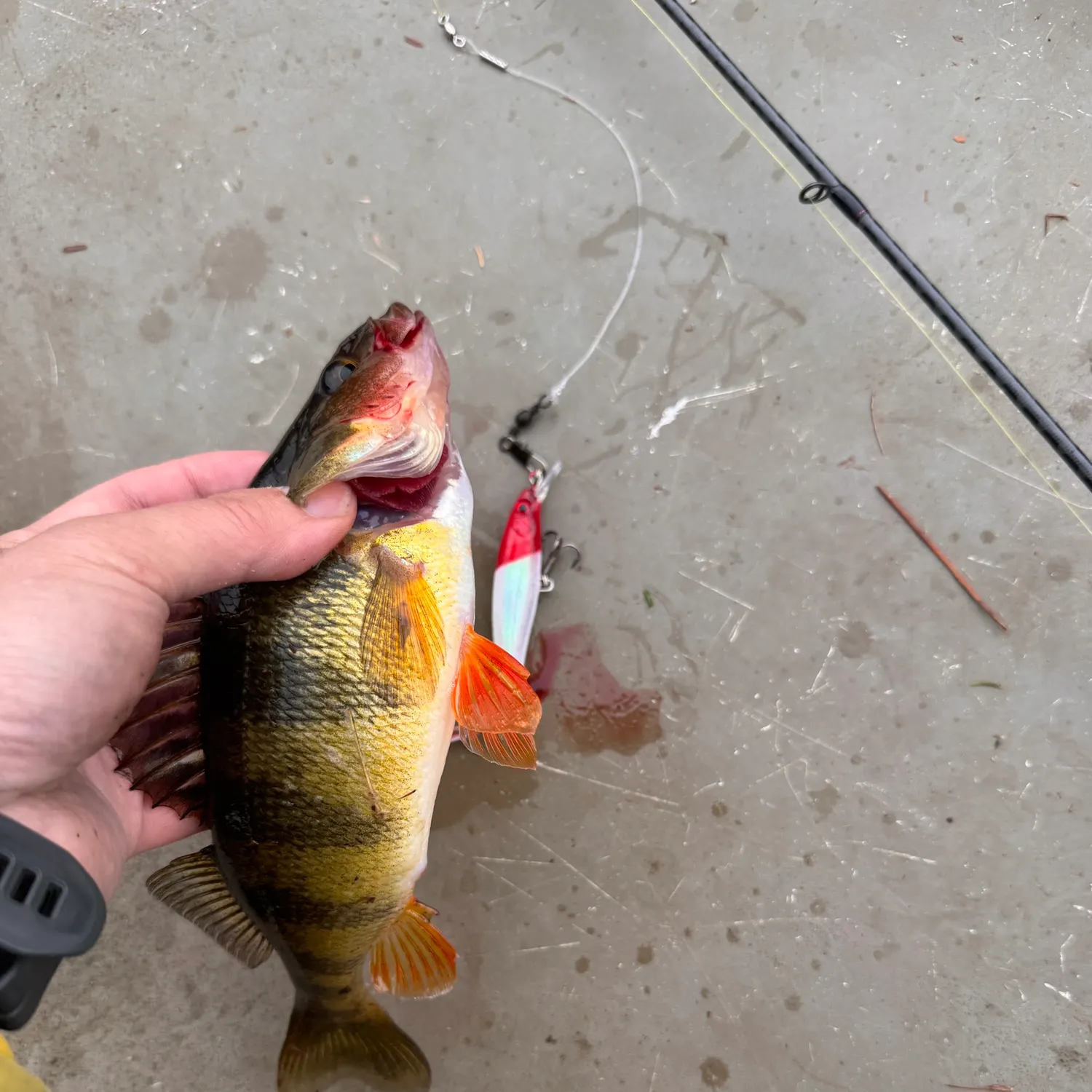 catch