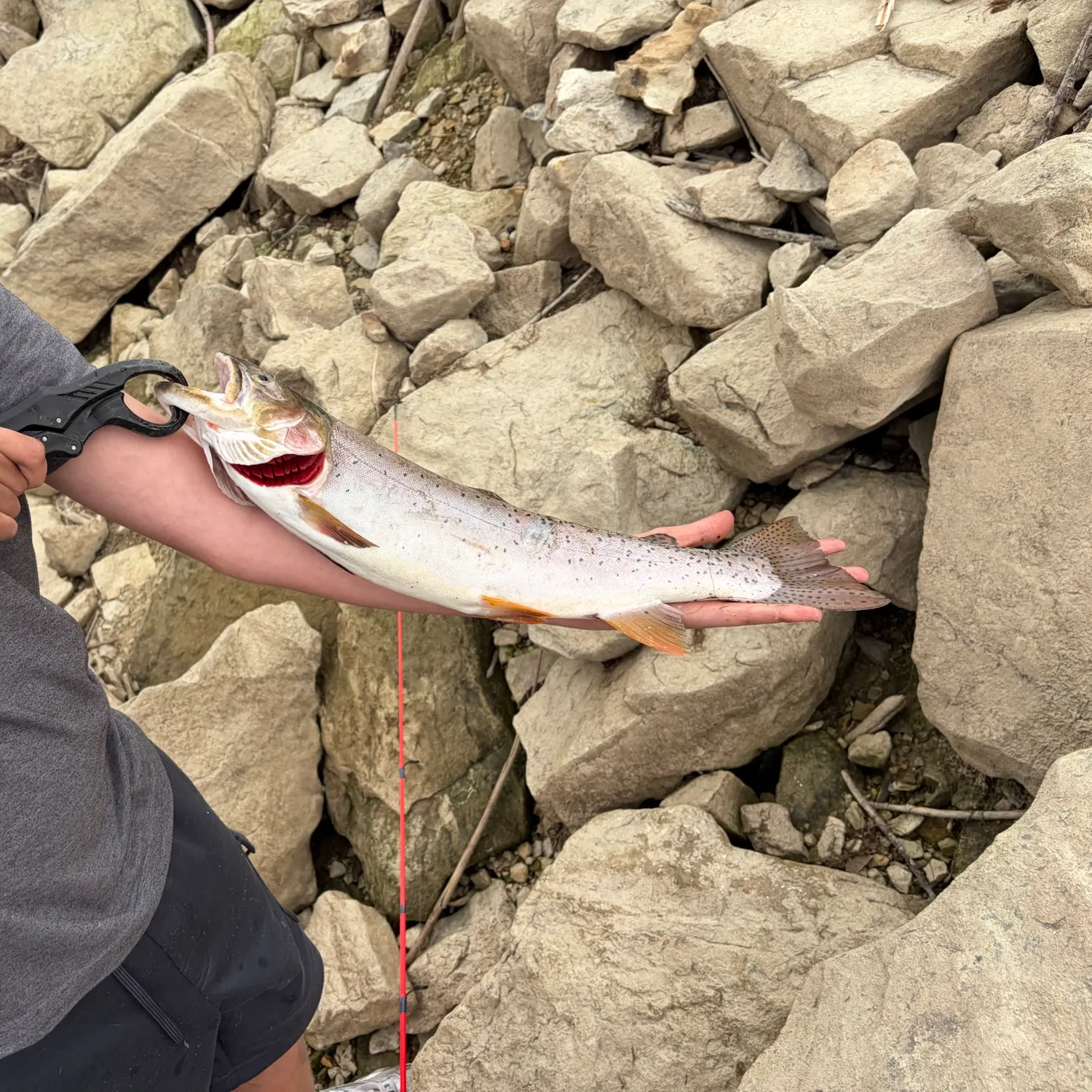 Cutthroat trout caught on Fishbrain
