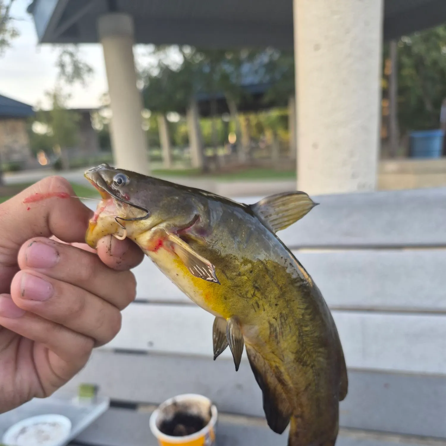 catch