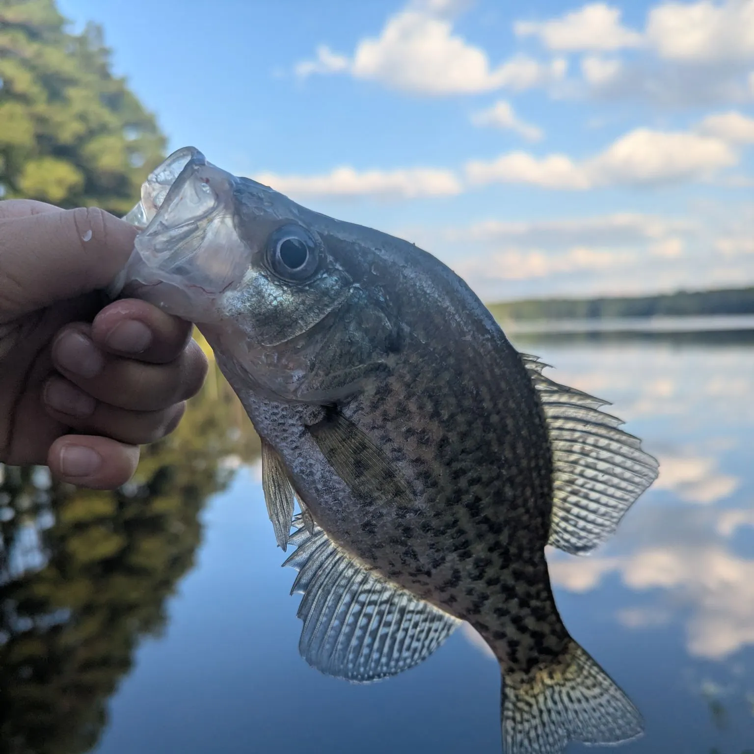 Black crappie caught on Fishbrain