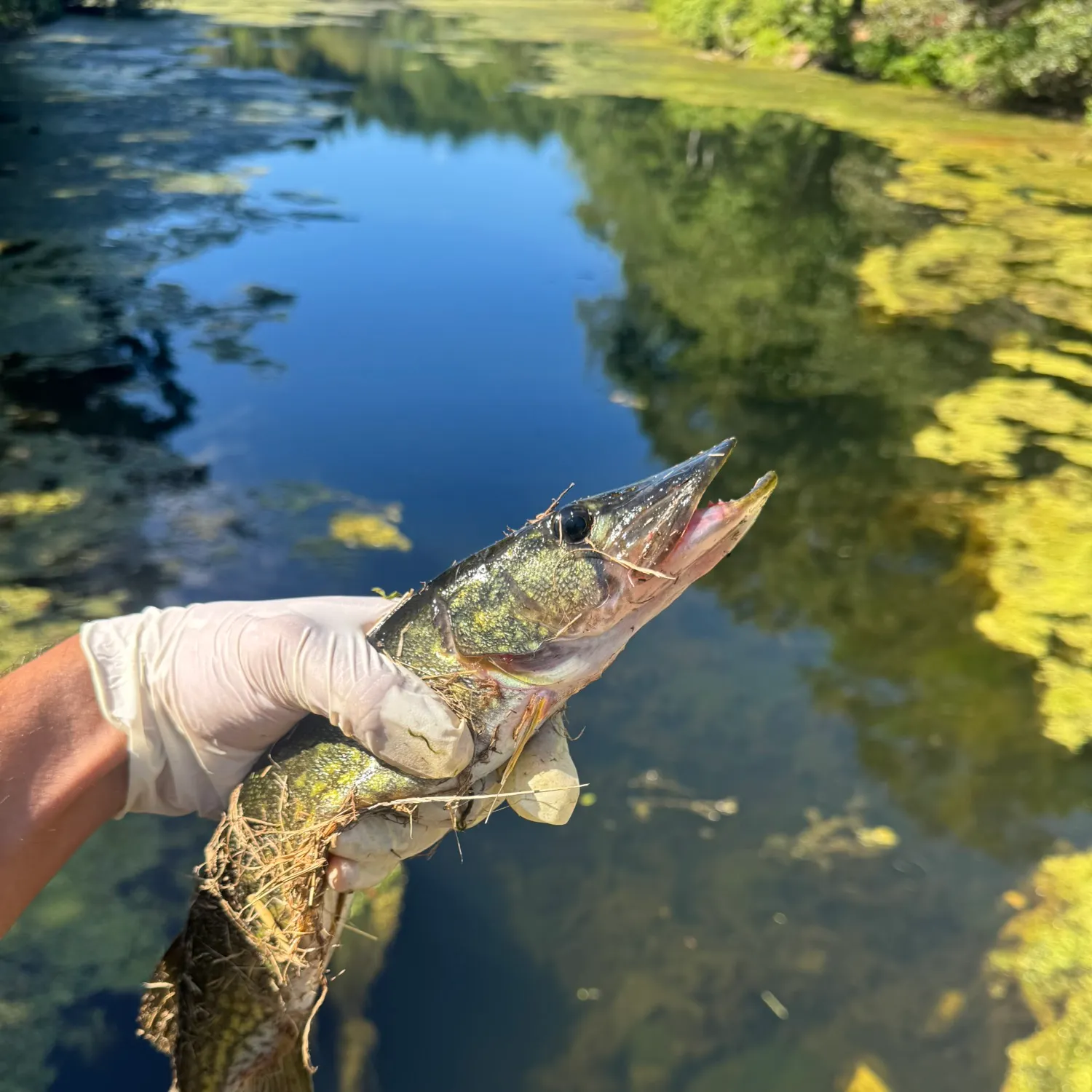 Chain pickerel caught on Fishbrain