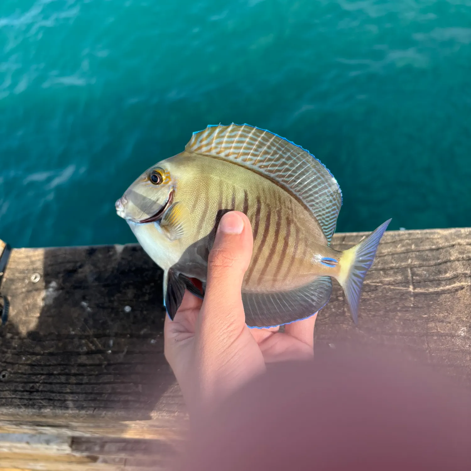 The most popular recent Ocean surgeonfish catch on Fishbrain