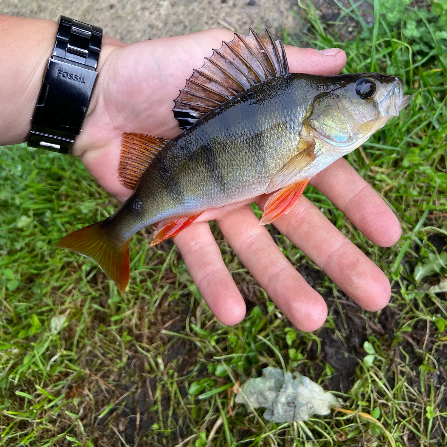 European perch caught on Fishbrain