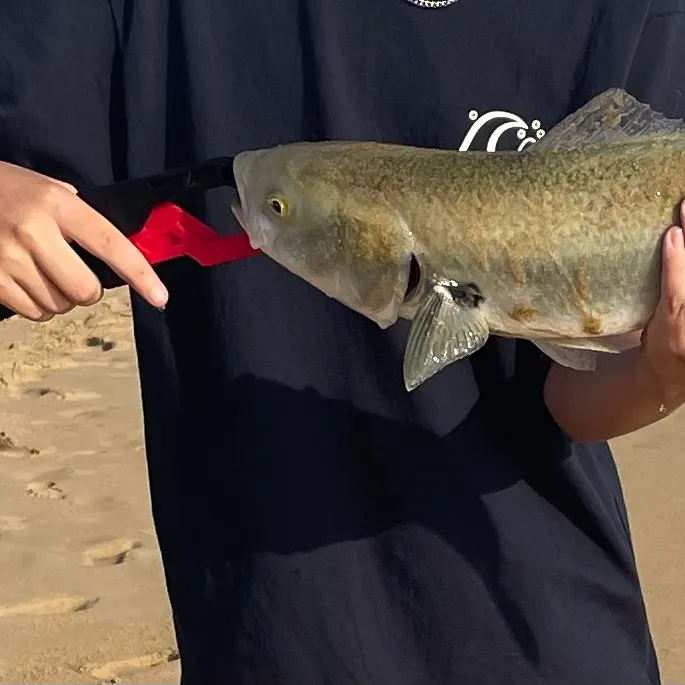 The most recent Eastern Australian salmon catches on Fishbrain