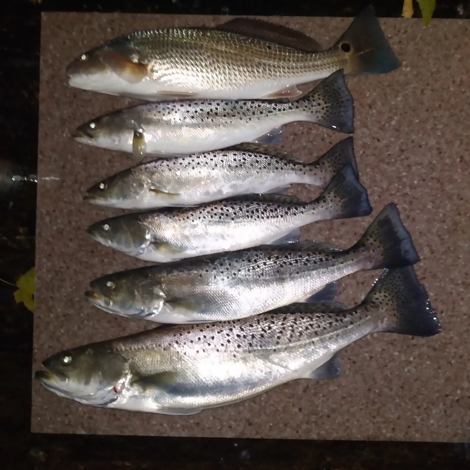 recently logged catches