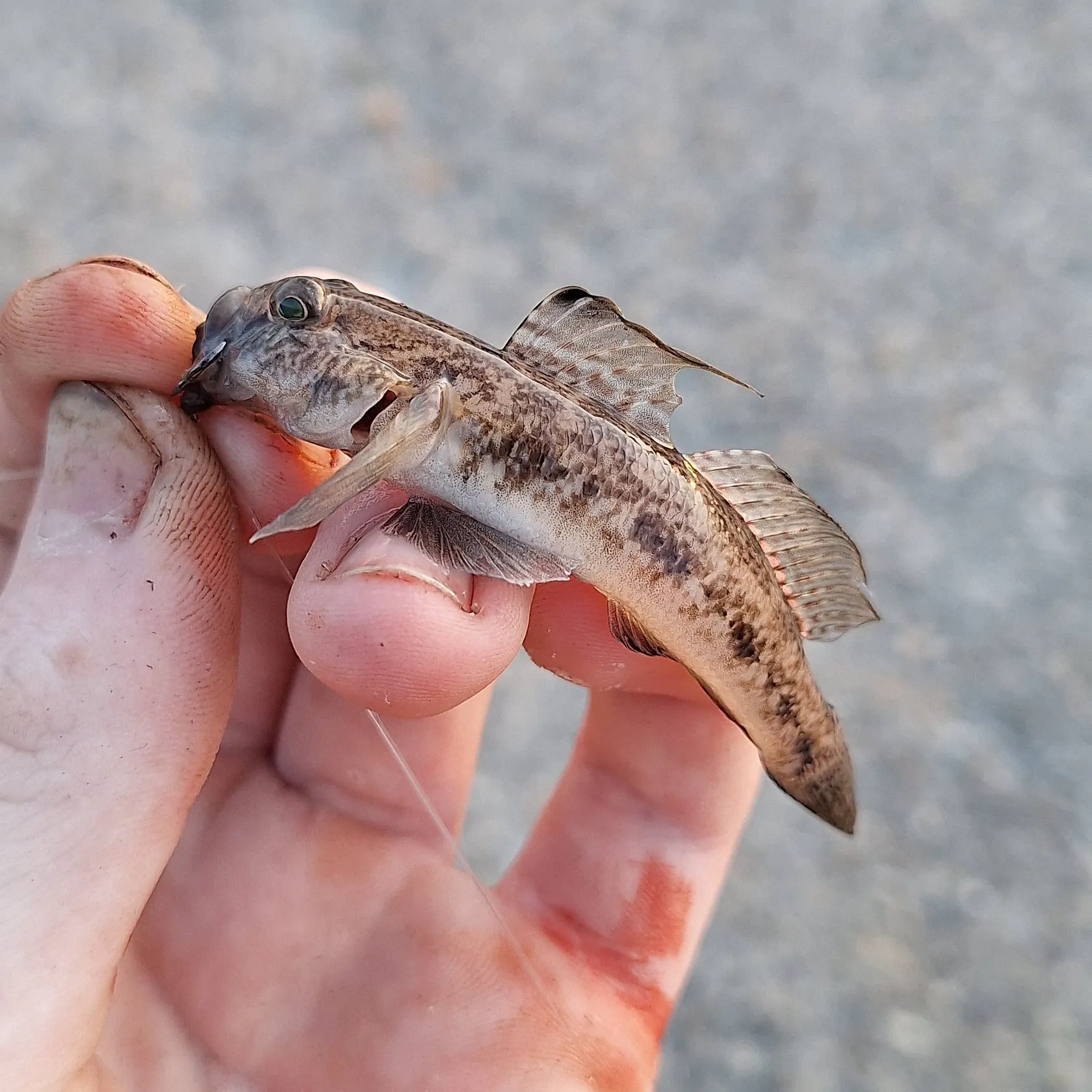 Black goby caught on Fishbrain