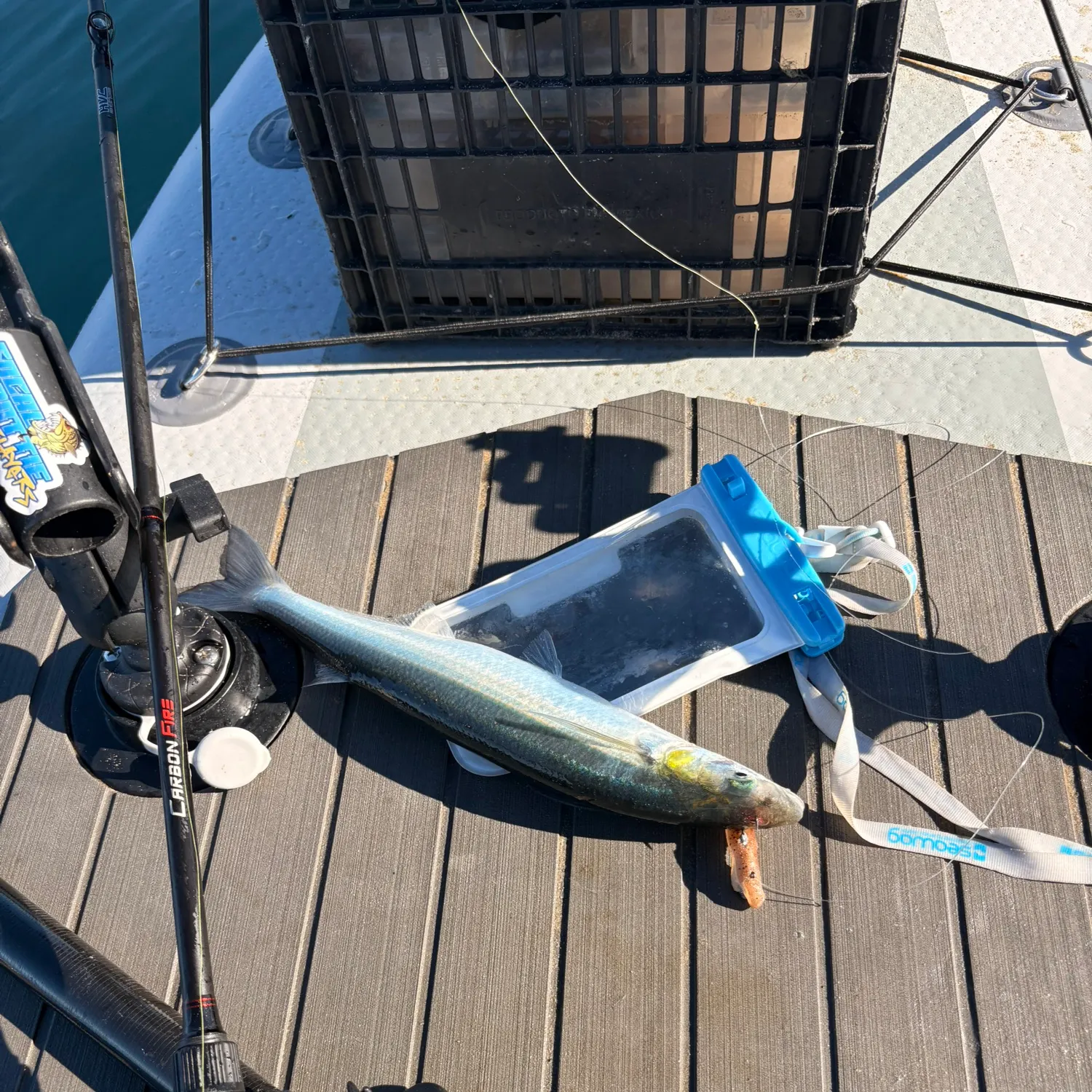 The most recent Jack silverside catches on Fishbrain