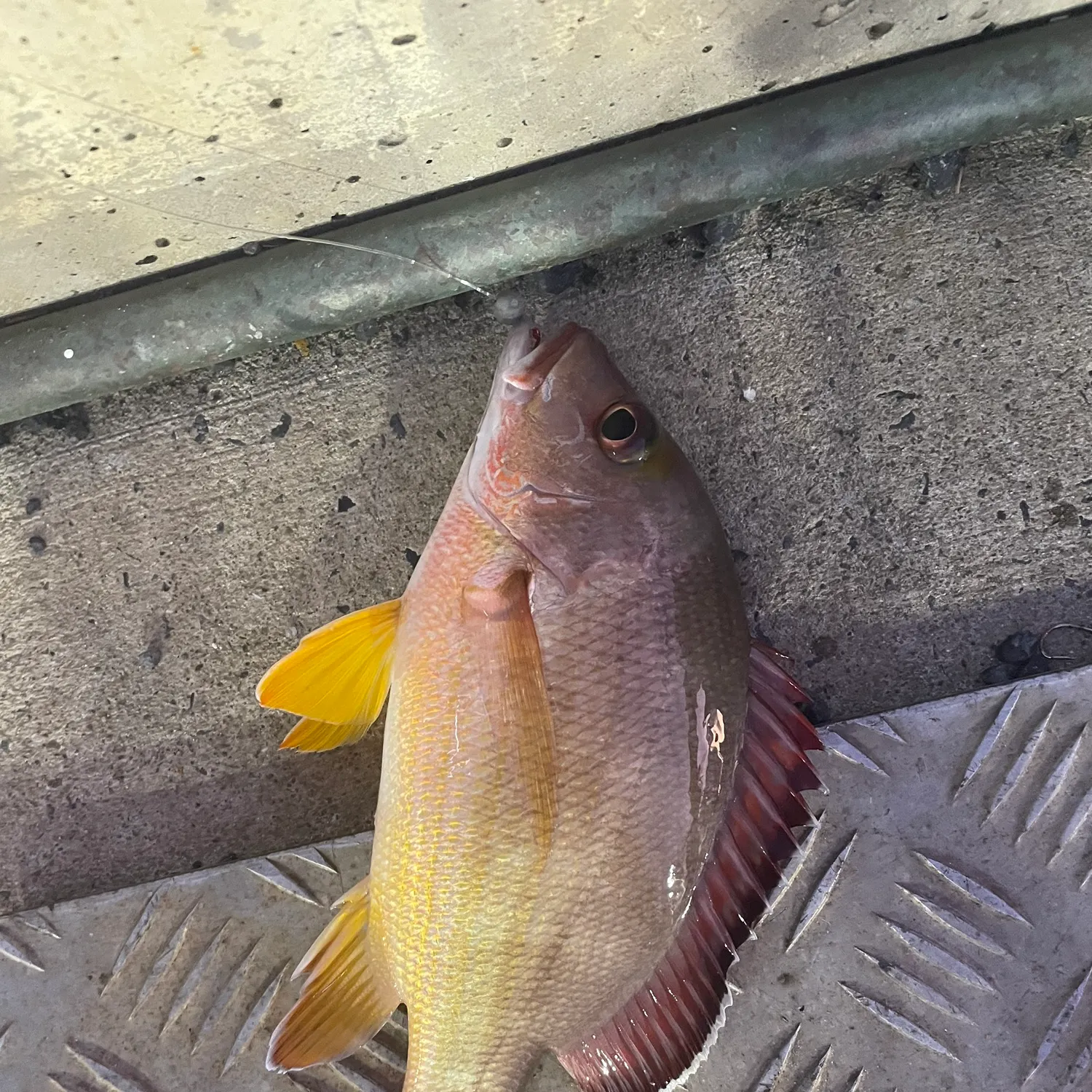 most liked catch image