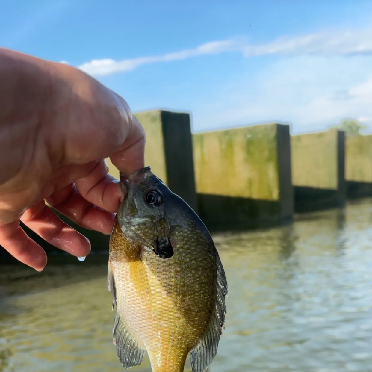 Bluegill caught on Fishbrain