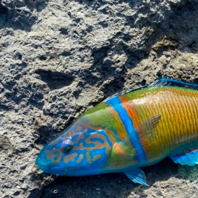 The most recent Queen parrotfish catches on Fishbrain