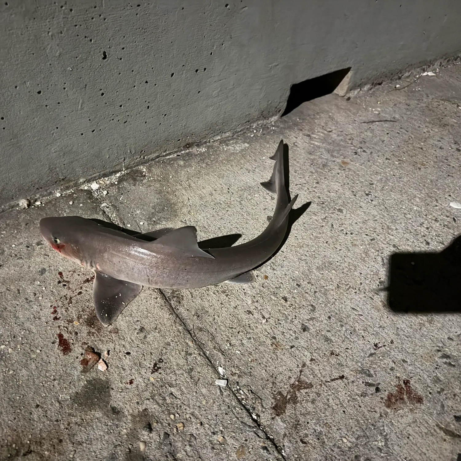Piked dogfish caught on Fishbrain