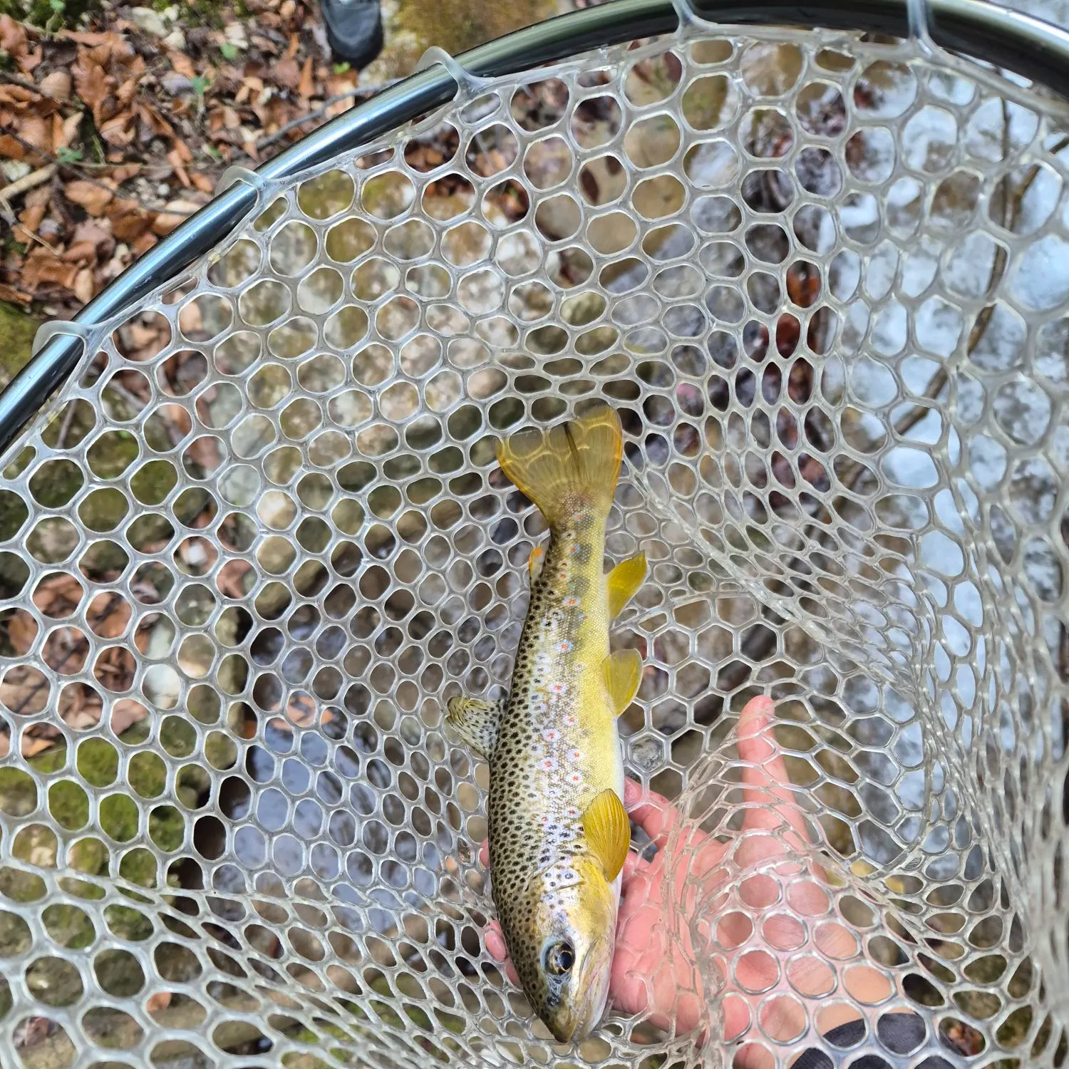 Brown trout caught on Fishbrain