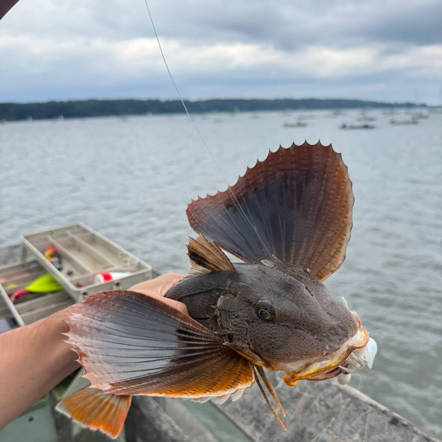 catch